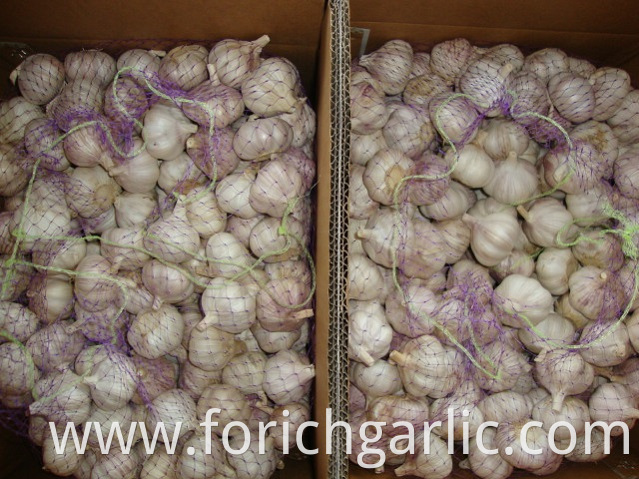 Normal White Garlic